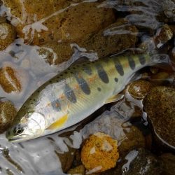 渓流ミノーイング